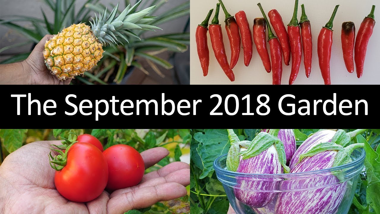 The California Garden In September 2018 - Tour, Gardening Tips & More!