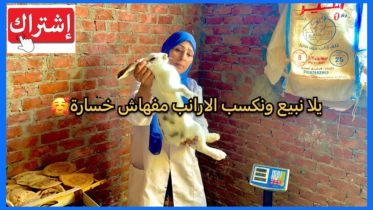 موسم الشتاء جميل جدا في تربية الارانب يلا نبيع الأرانب شوية حلويات 🍬 ربنا يكرم الناس كلها 😍❤️