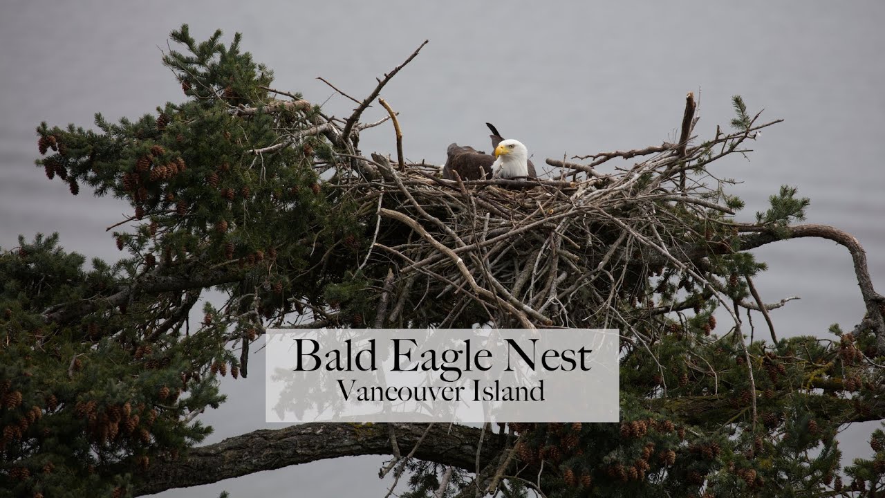 Bald Eagle Nest on Vancouver Island