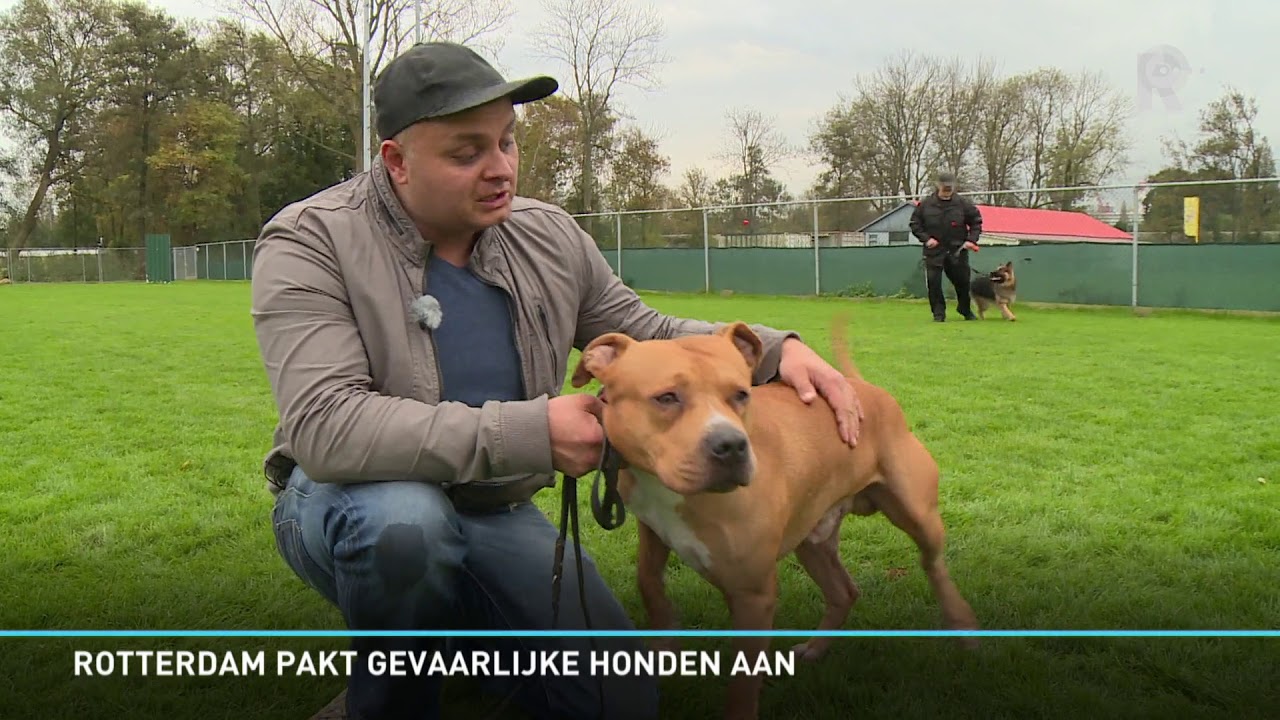 Verplicht alle baasjes van risico-honden tot een gedragstraining