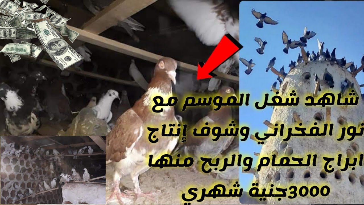 شاهد شغل الموسم مع نور الفخراني وشوف إنتاج ابراج الحمام والربح منها 3000جنية شهري