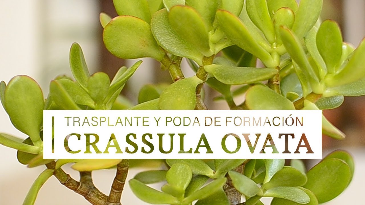 Crassula ovata - trasplante y poda de formación