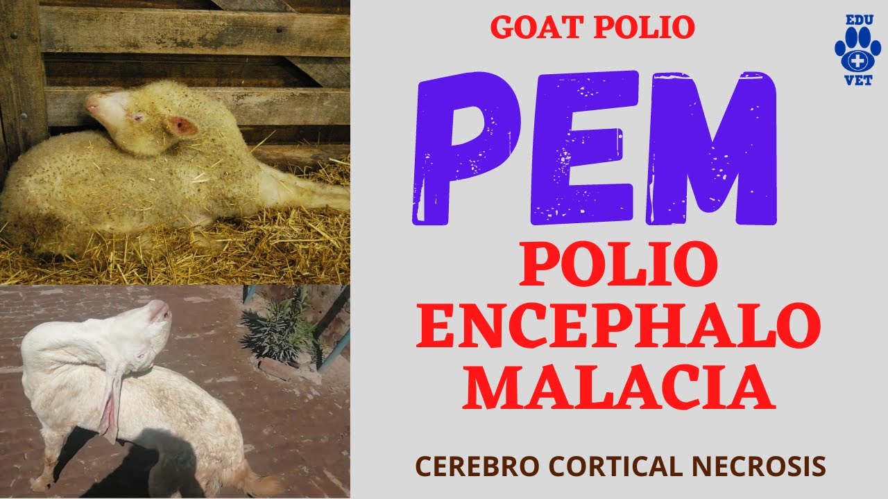 Polio Encephalo Malacia (PEM) -Goat Polio