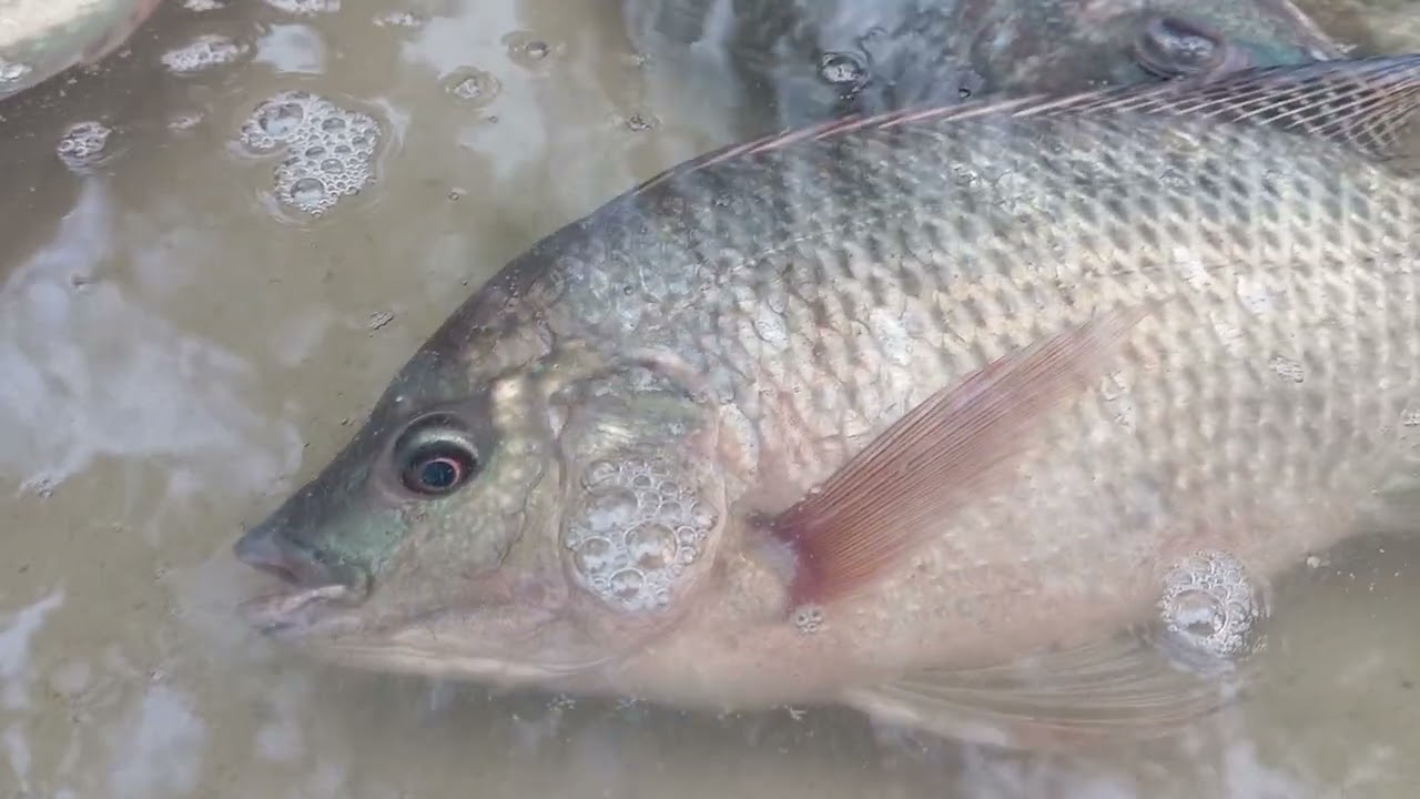 Bro bro mas 🤪🤪🤪 I love Fish 