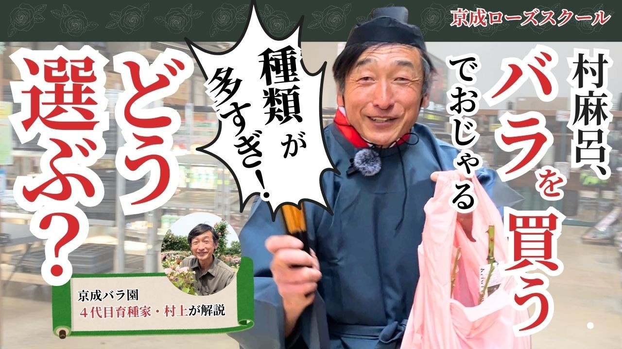 初めてのバラ苗選び | 新苗、大苗、鉢苗の違いを解説！【京成バラ園】【初心者】
