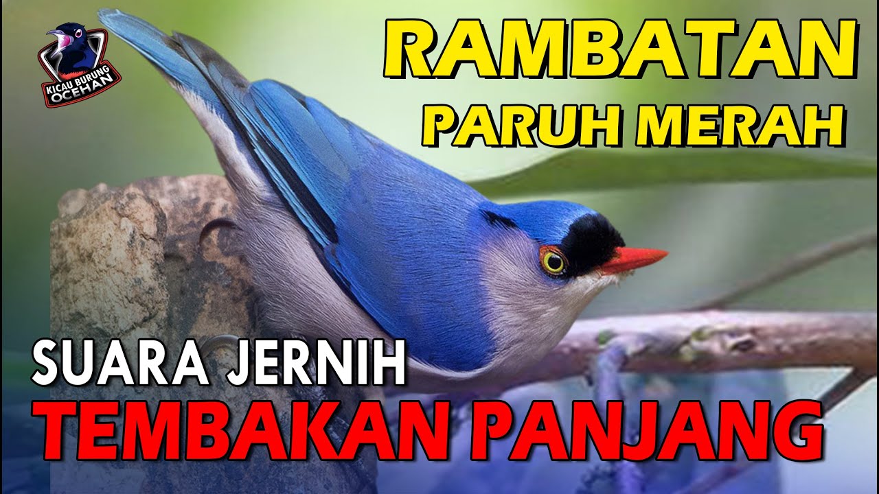 Rambatan Paruh Merah Speed Rapat Tembakan panjang dan Jernih | Masteran Burung Rambatan