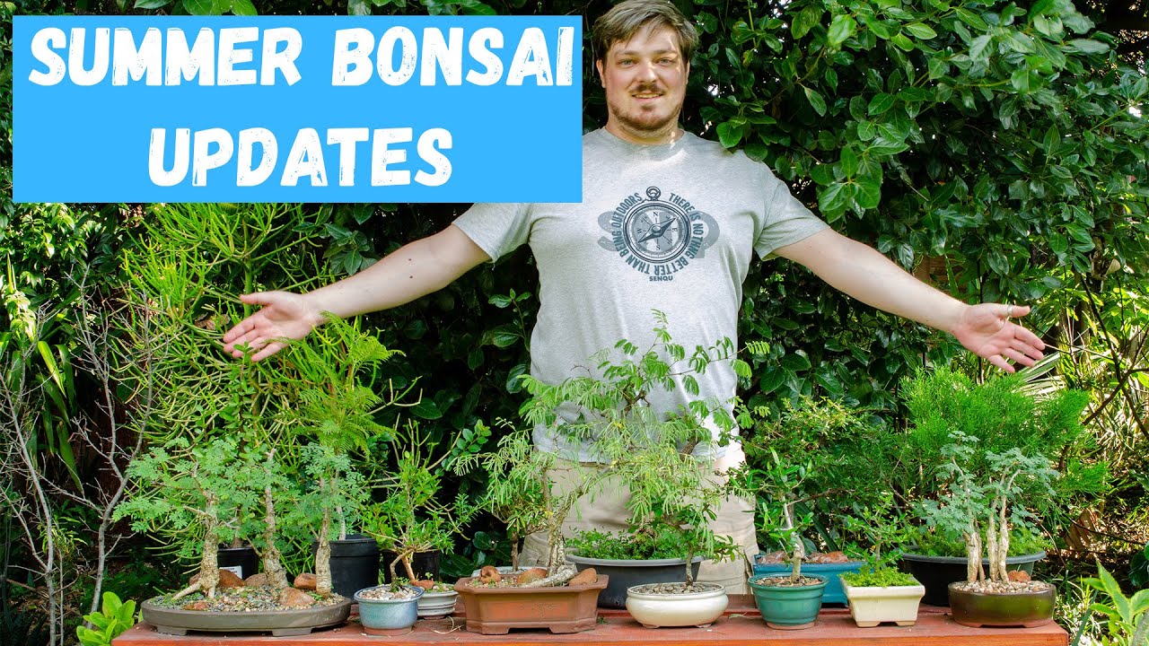 Early Summer Bonsai Updates 2021