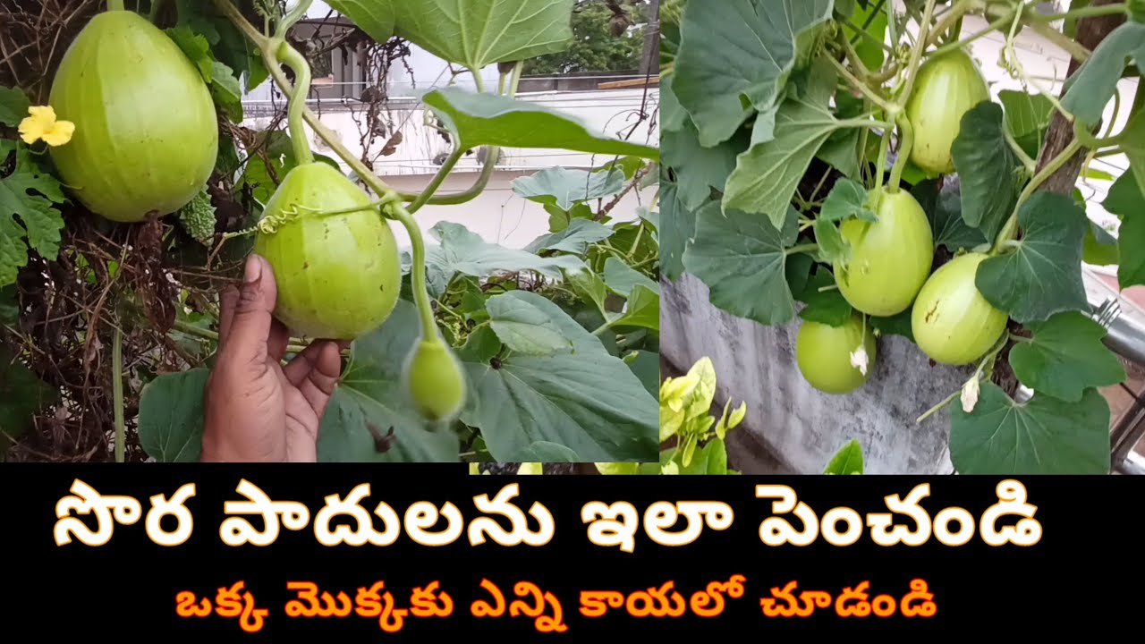 తిగజాతి మొక్కలు ఈవిధంగా పెట్టండి కాయలు ఎక్కువ వస్తాయి