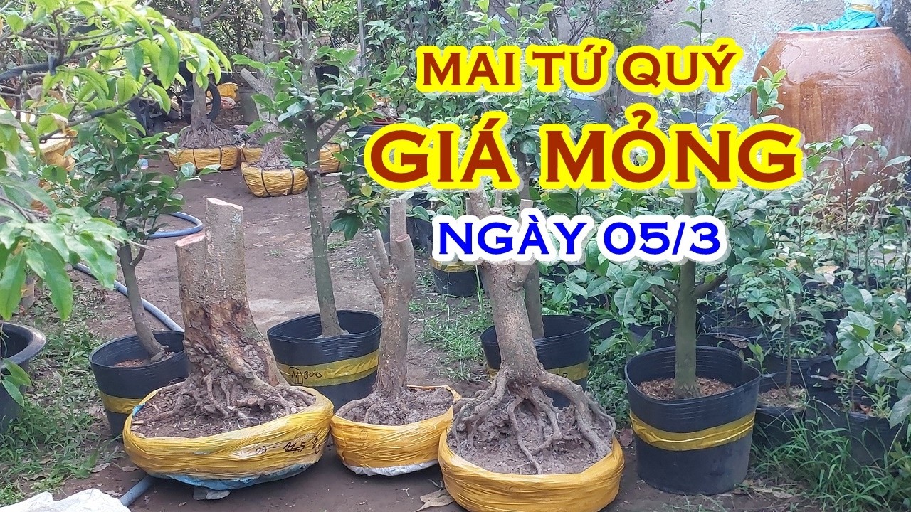 TÚ 📲 O764O69941 GIÁ TỐT - MAI TỨ QUÝ DÁNG ĐẸP GIAO LƯU NGÀY 05/3 