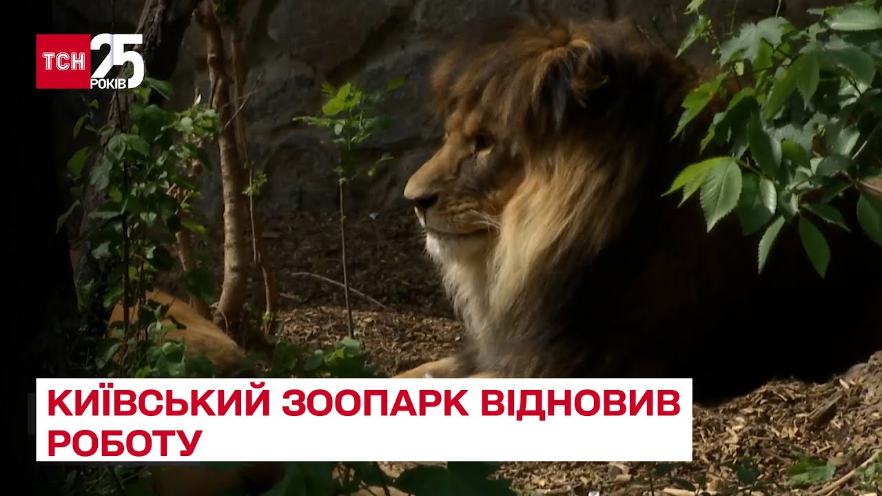 🦁Заработал Киевский зоопарк: как чувствуют себя животные, пережившие боевые действия