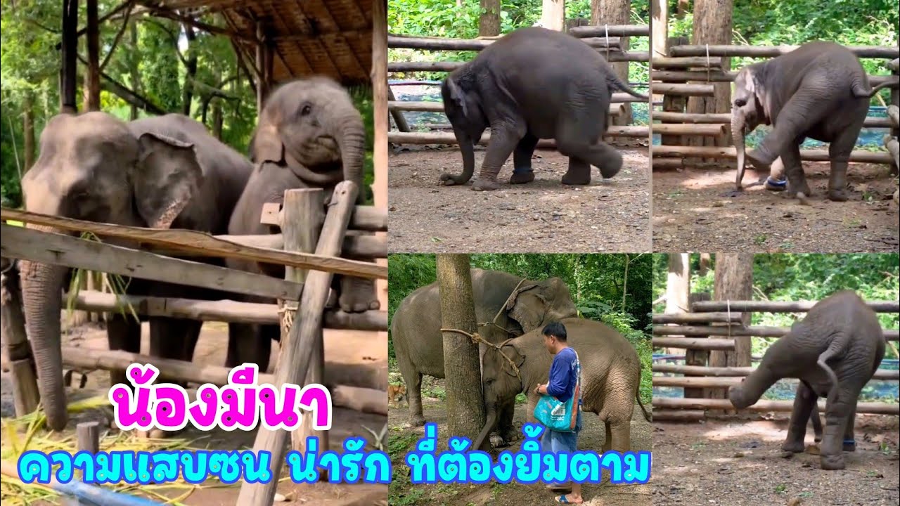 เสิร์ฟความน่ารักแสบซนของลูกสาว น้องมีนา ก็ไม่มีอะไรมากแค่ พังคอก ฝึกเป็นหัวหน้าแก๊งค์ปาหิน น่าเอ็นดู