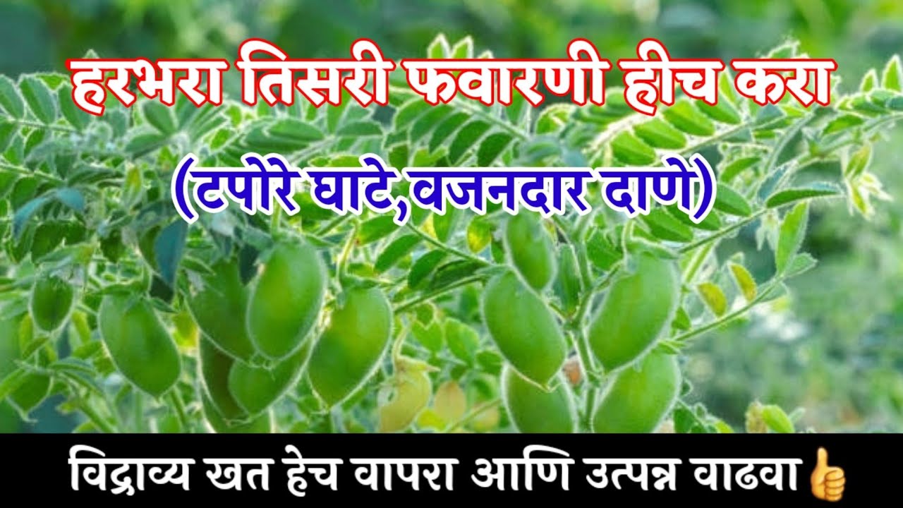 हरभरा तिसरी फवारणी,कमी खर्चात जास्त उत्पादन,टपोरे घाटे,वजनदार दाणे/Harbara fawarni