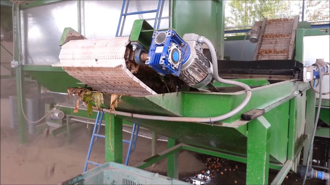 LINEA DE PROCESOS DE NUECES BUIN 2012
