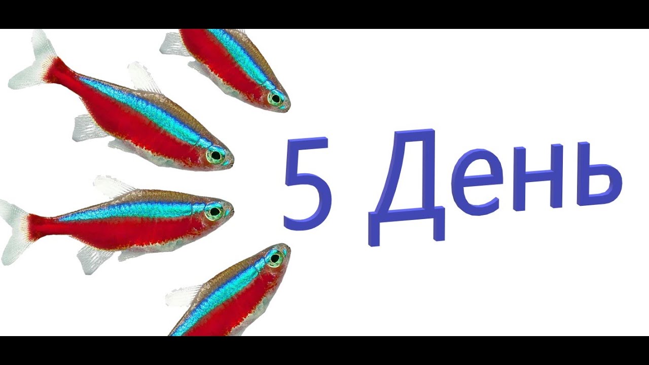 Красный неон. 5 День. Личинка. Взгляд в будущее