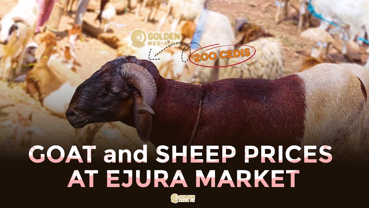 Prices  of GOAT and SHEEP at Ejura Market 2026 