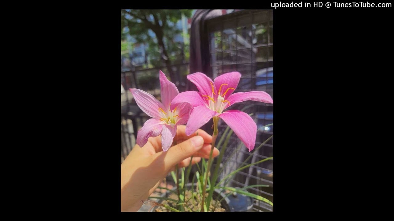 suei x ober x rafaell cocoa - type beat 