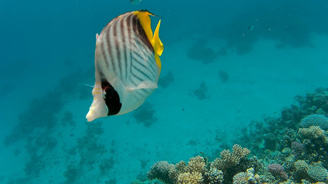 Snorkeling in Makadi Bay Egypt 2020
