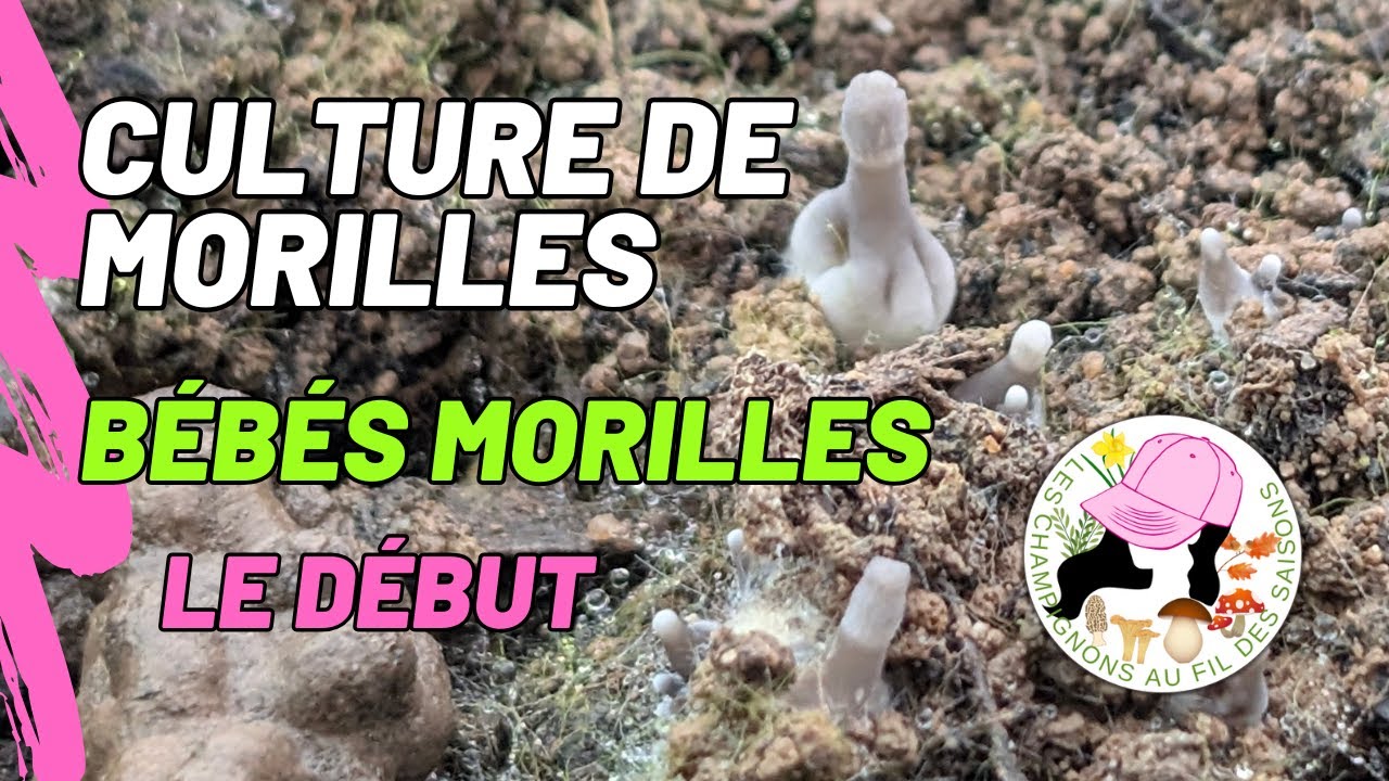 Culture de morilles chez soi : 1ers bébés Morilles et quelques Primordia, 01/02/2026