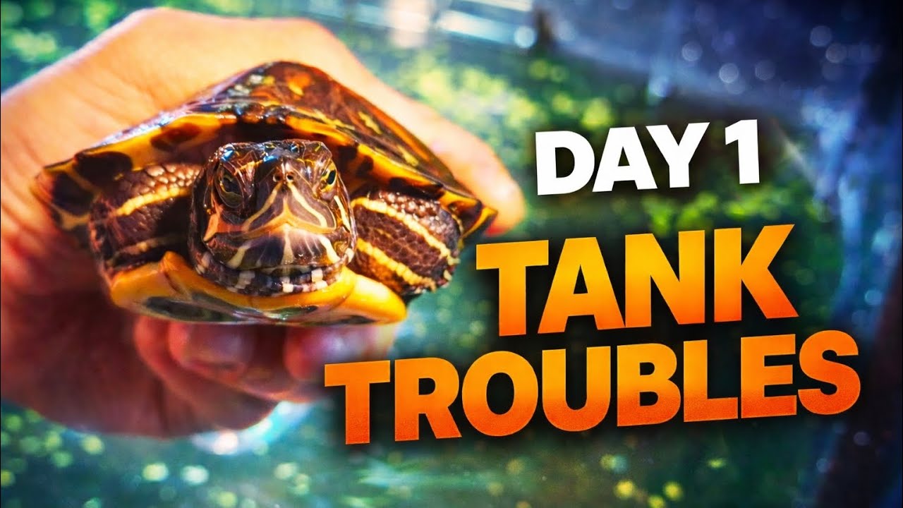 My Tank Is Dying.. (Part 1.5)