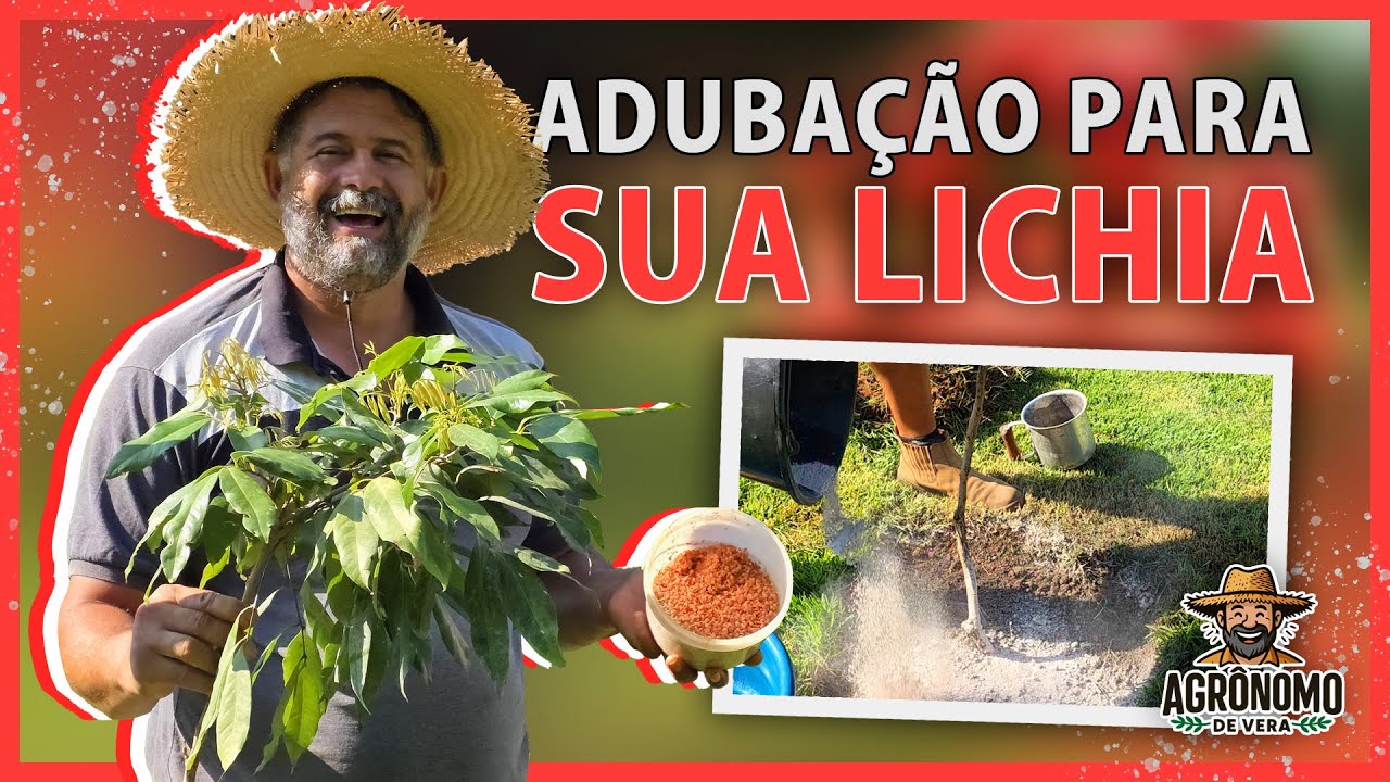 Cuidados e ADUBAÇÃO para LICHIA
