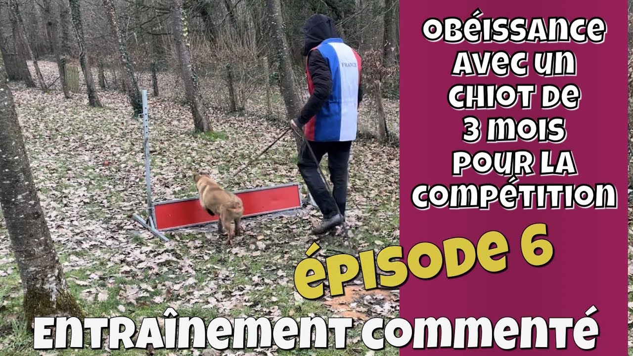Entraînement commenté ép. 6 : les exercices d’OBÉISSANCE d’un CHIOT de 3 mois en ring & mondioring
