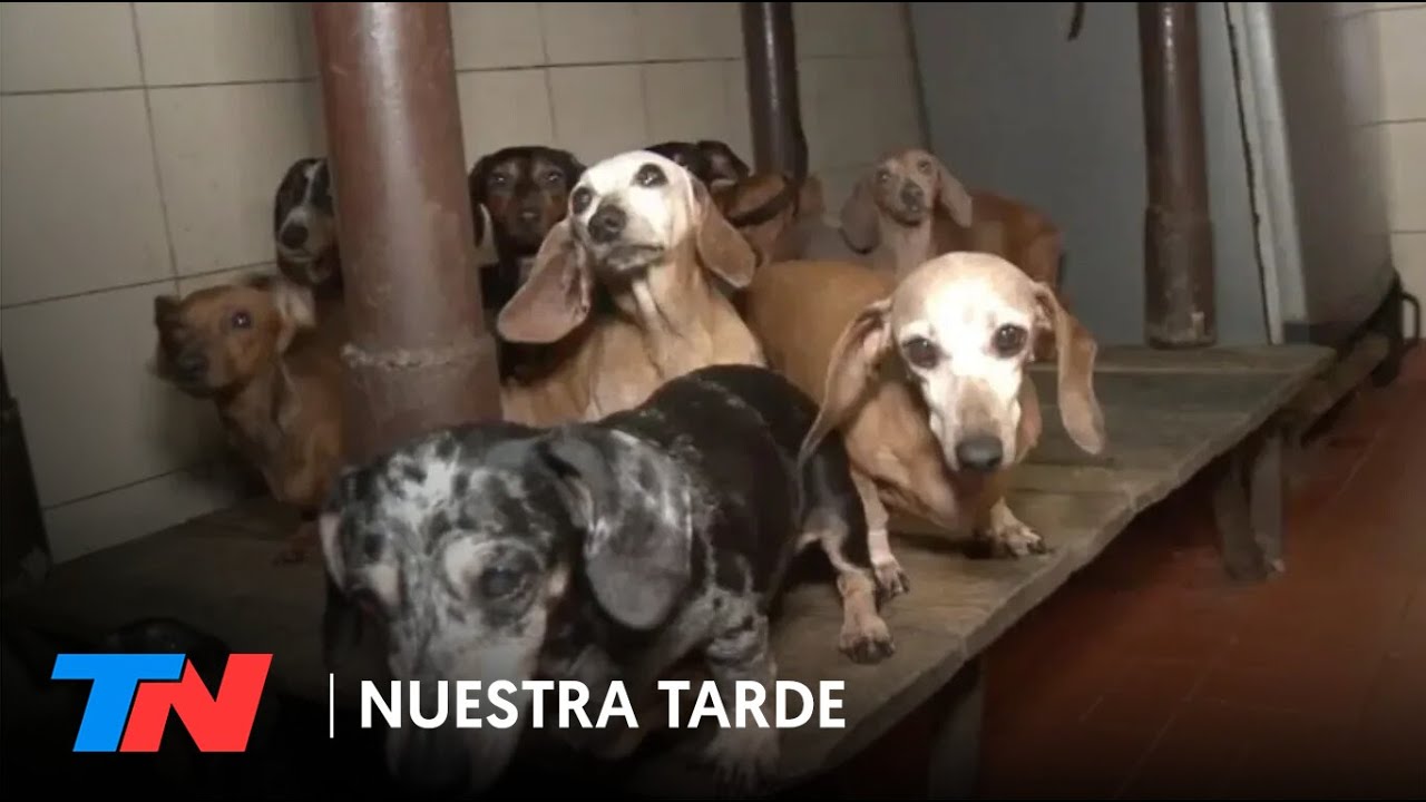 Rescataron 55 perros salchichas de un criadero ilegal en Caballito: buscan darlos en adopción