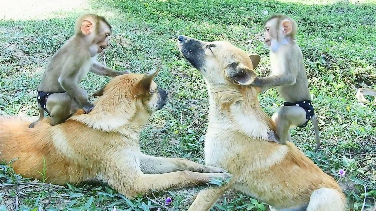 Baby Sokhaa Give Dogs a Funny Massage – Friendship Goals