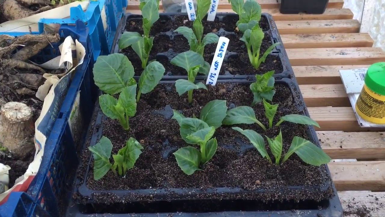 How To Take Dahlia Cuttings. Part 2 (February)