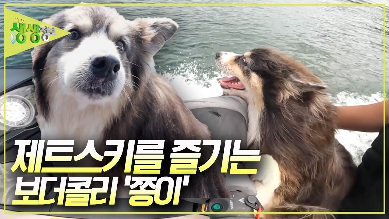 구조 신호 