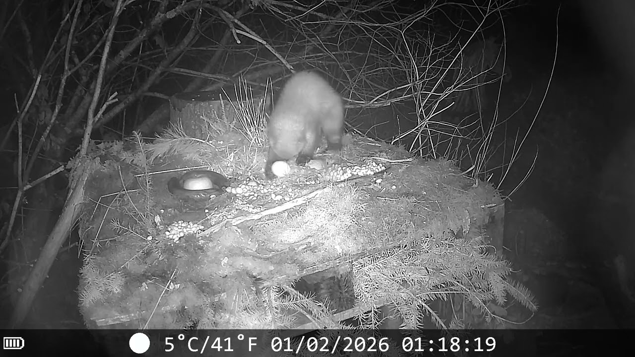 Pine Marten at Hut 3 Feeding Platform #wildlife #pinemarten 