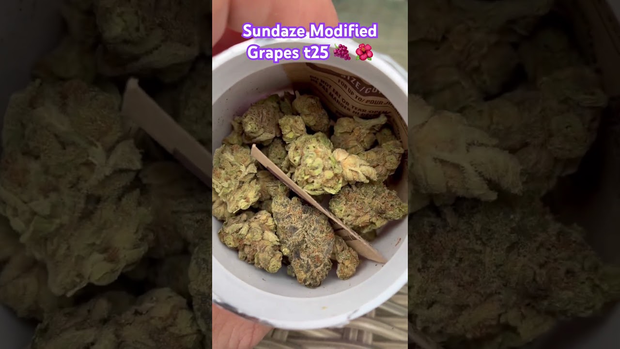 Sundaze Modified Grapes 🍇 t25 🌺 #medicalcannabis #painrelief #ukmedicalcannabis #cannabisheals