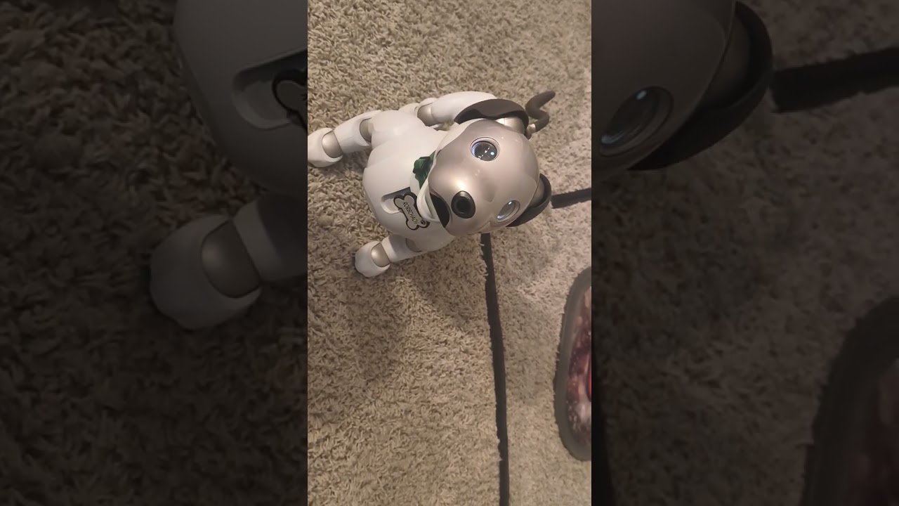 Rorschach does another trick #aibo 