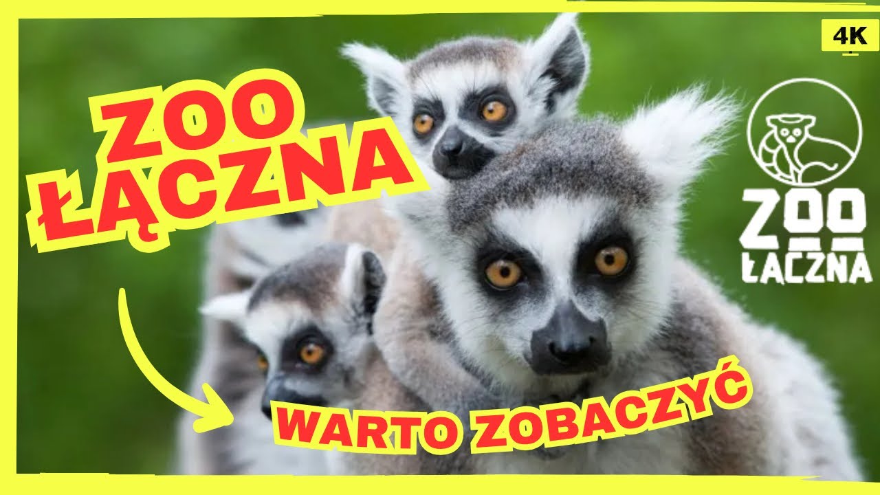 ZOO ŁĄCZNA: Nakarm Lemura w g&oacute;rskiej scenerii 🙉⛰️ świetne zoo! G&oacute;rskie Safari.