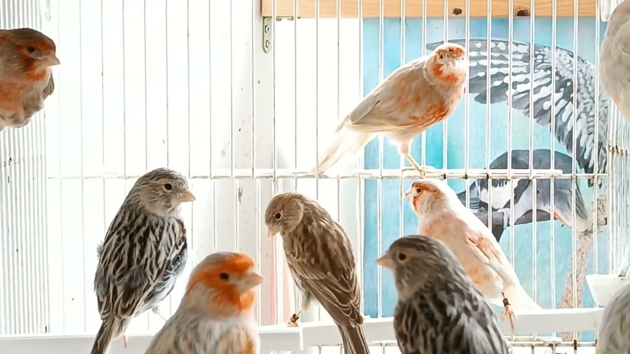 En cesión: Ágata plata, jaspe, bruno y ágata en rojo mosaico. San Javier, MURCIA.