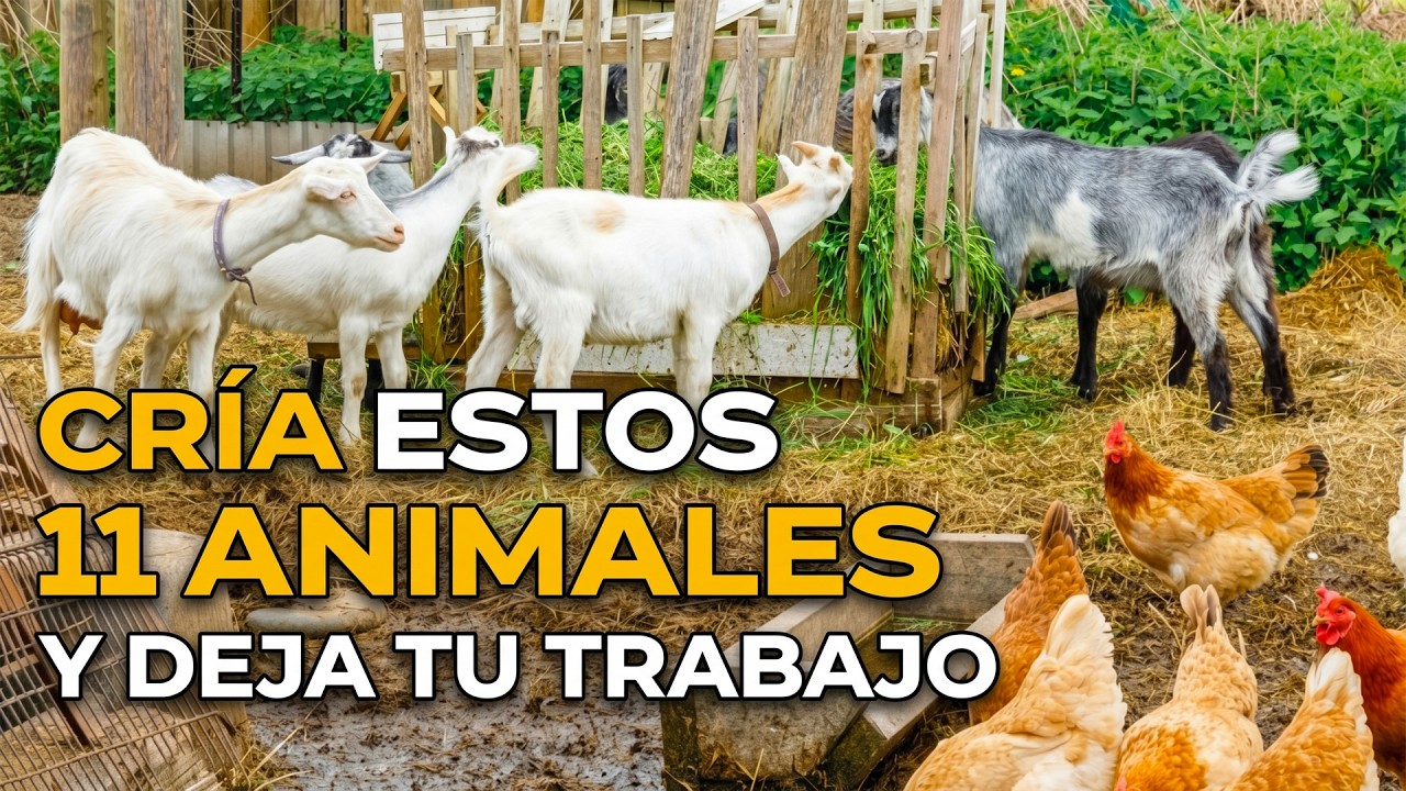 11 ABINALES Que Vuelven 1 ACRE Completamente AUTOSUFICIENTE