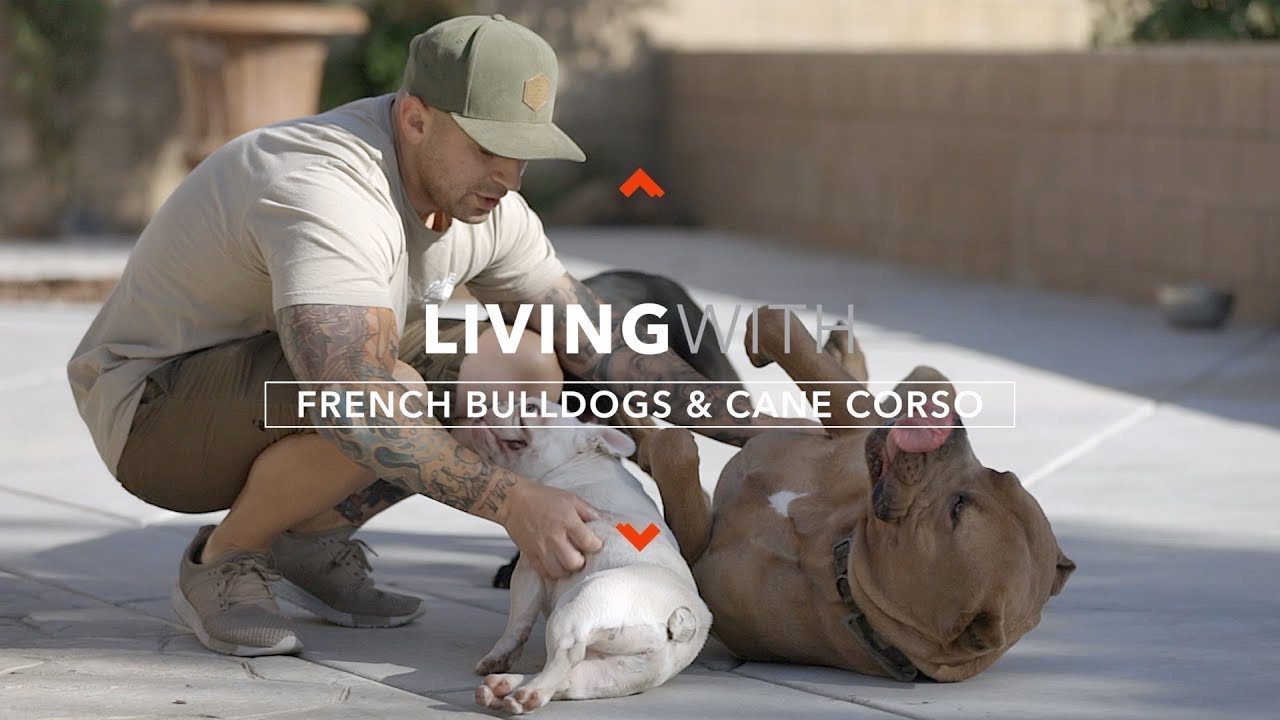ALL ABOUT LIVING WITH FRENCH BULLDOGS AND CANE CORSO