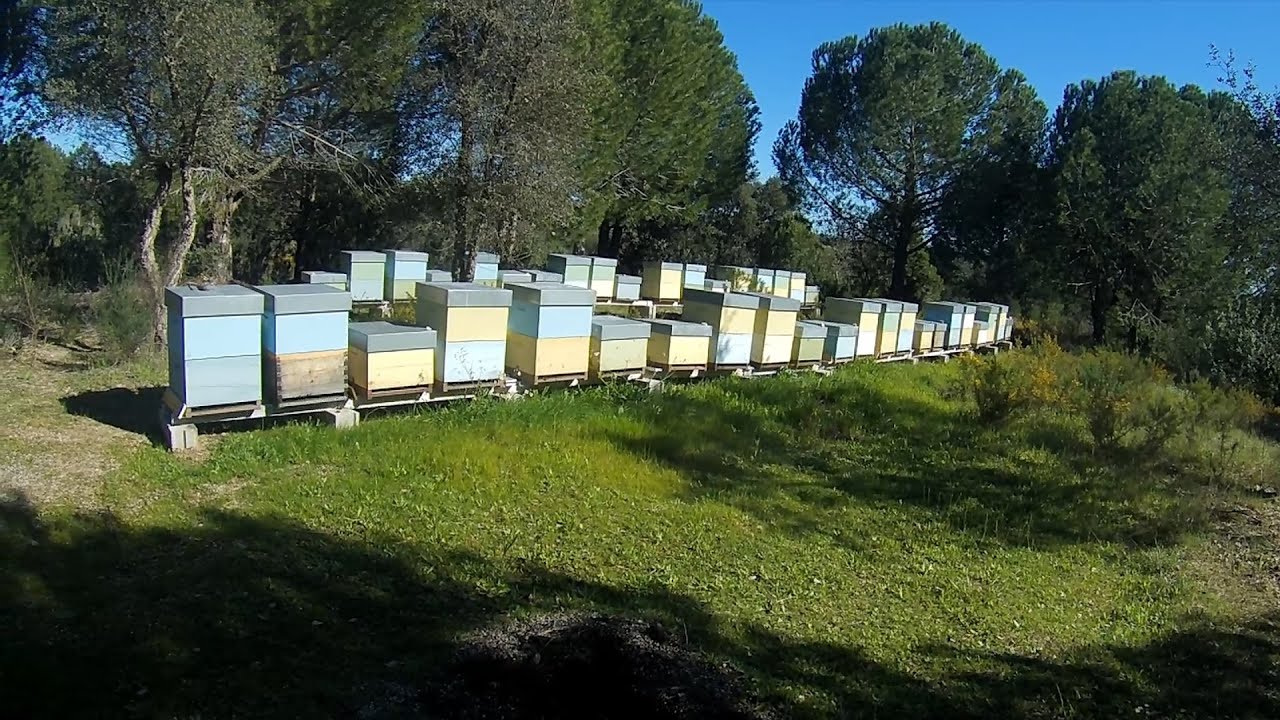 Apicultura Fevereiro de 2024