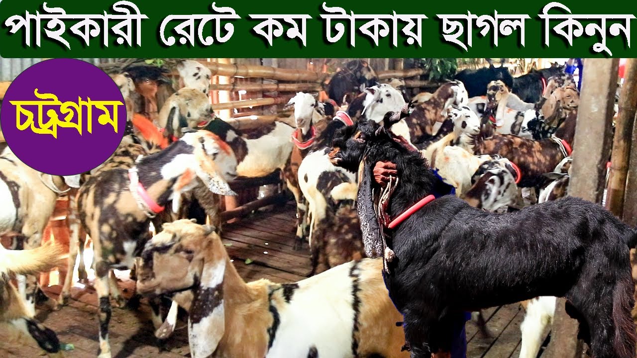 পাইকারি রেটে কম দামে উন্নত জাতের ছাগল কিনুন চট্টগ্রাম থেকে || Goat Farm