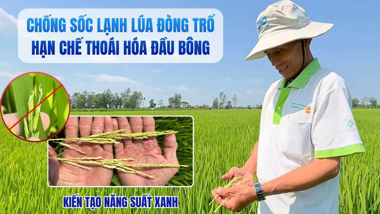 CHỐNG SỐC LẠNH CHO LÚA TRỔ CẬN TẾT - TĂNG SỐ HẠT CHẮC - TĂNG NĂNG SUẤT VỤ ĐÔNG XUÂN |Cây Lúa Cần Thơ
