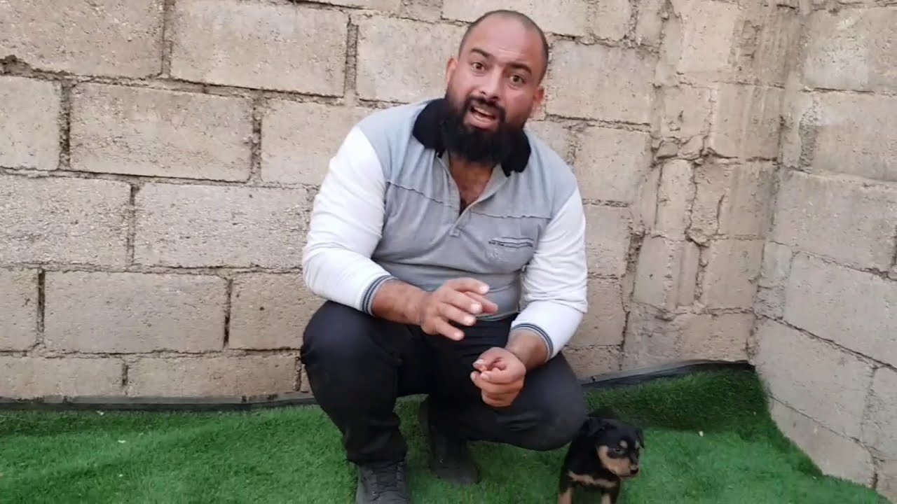 تدريب الكلب على اسمه بطريقة سهلة