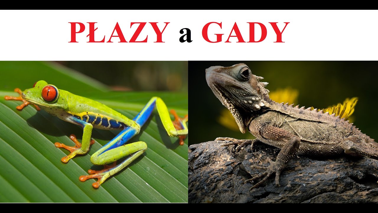 PŁAZY a GADY - czym się r&oacute;żnią