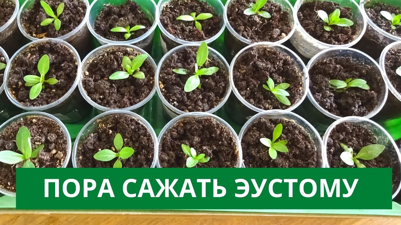 СУПЕР СПОСОБ ПОСАДКИ ЭУСТОМЫ. БЫСТРО И ПРОСТО.