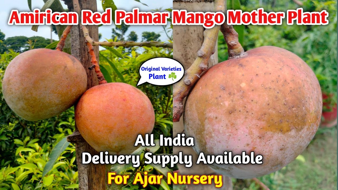 Information of American Red Palmar Mango || in 🇮🇳 india original varieties for (Ajar Nursery) mango