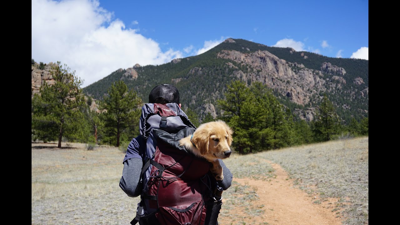 Travelling with a pet? Here's how to plan for a smooth trip
