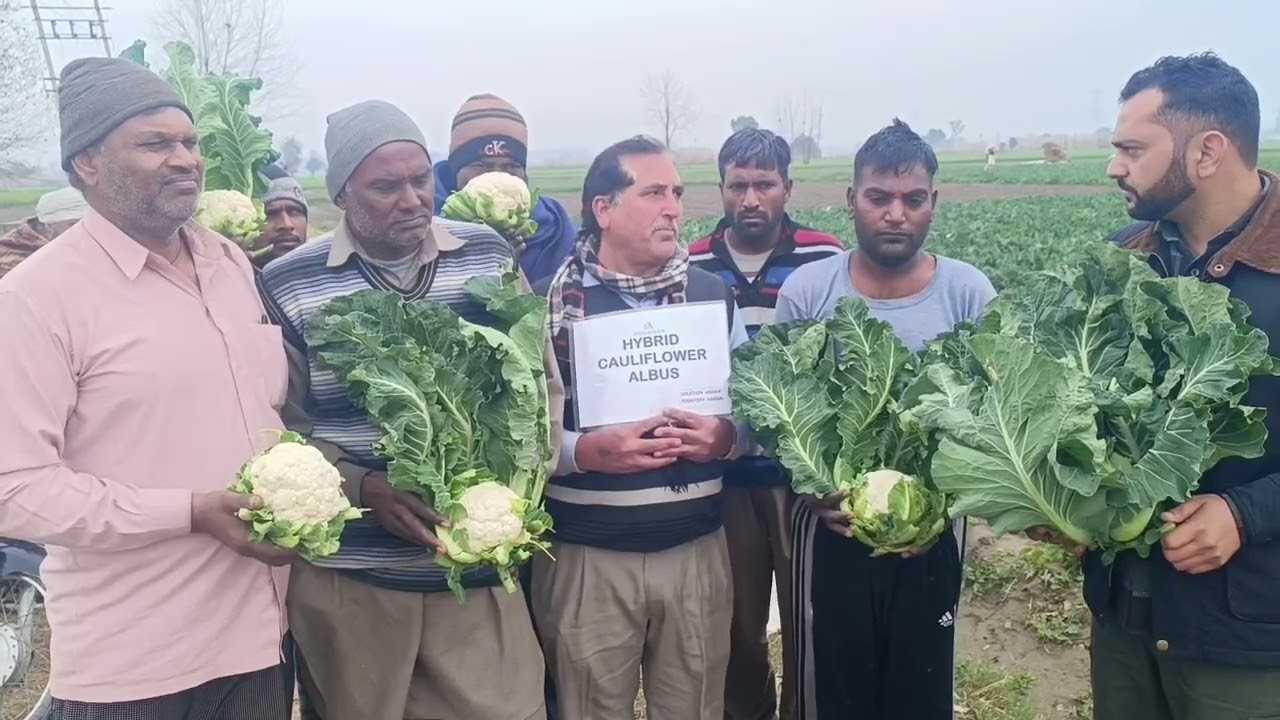 Advanta seeds cauliflower Albus