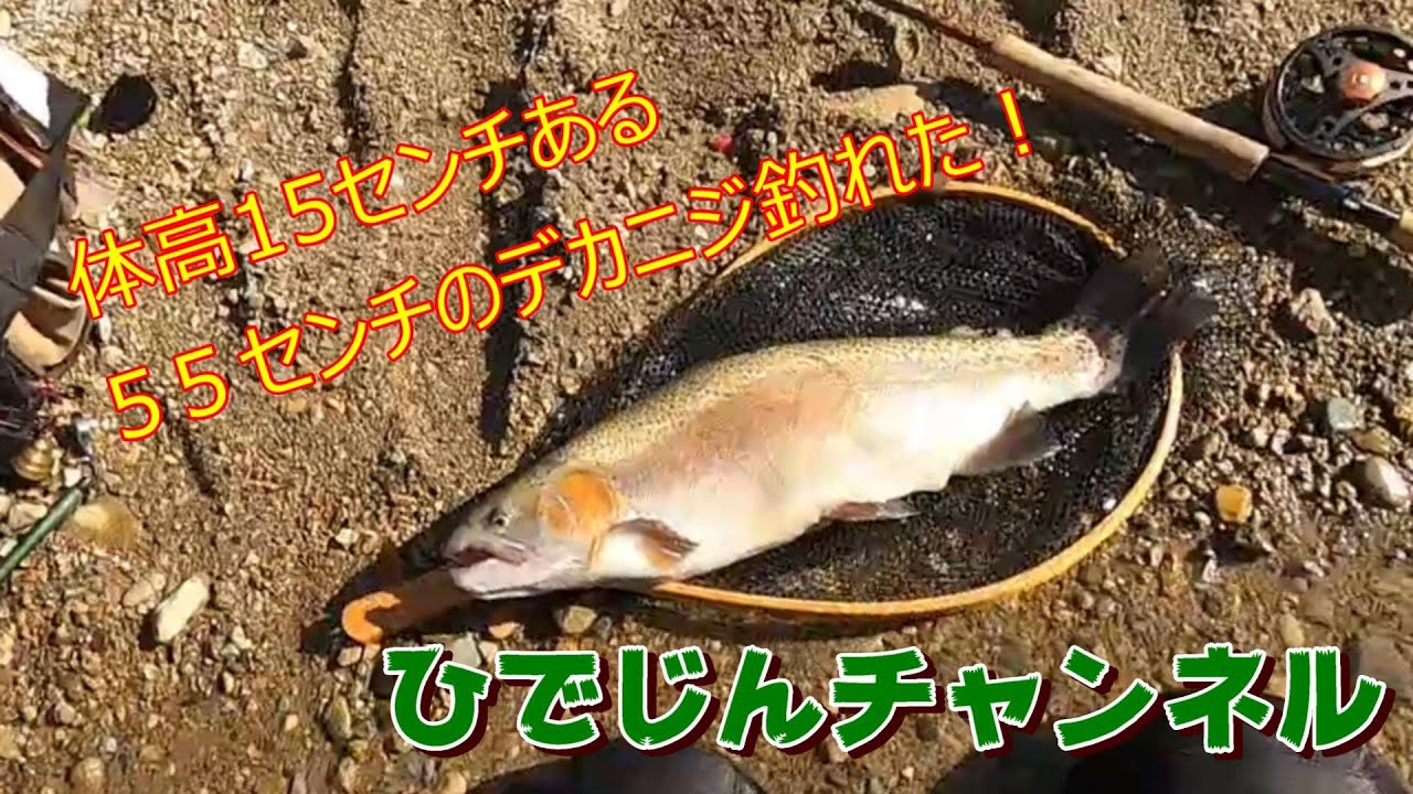 体高15センチある55センチのデカニジ釣れた！