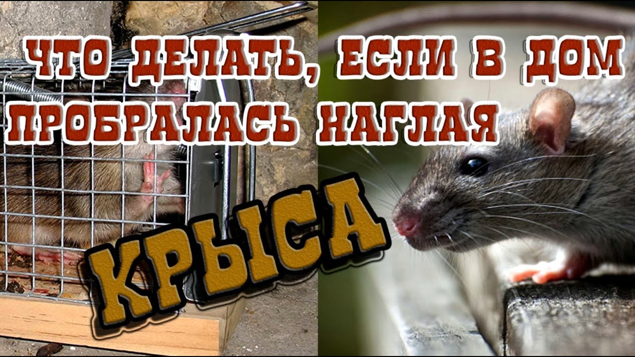 ➤ Что делать, если в дом пробралась наглая крыса ➤ Как избавиться от Крыс ➤ Крыса в доме