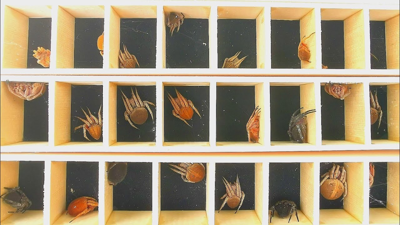 UNBOXING 40PCS SAMON SPIDER MAY RARE!!!