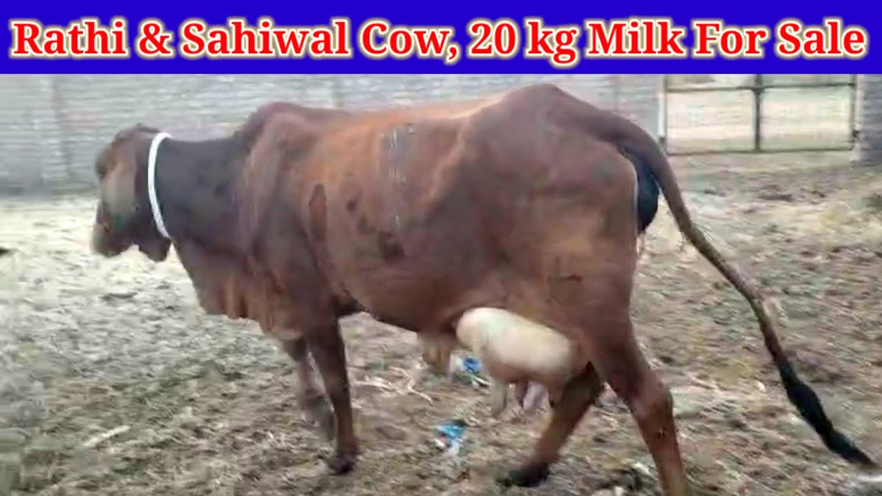Rathi & Sahiwal Cow,20 kg milk, for sale, बॉर्डर एरिया की शुद्ध राठी गाय बीकानेर में,@PremAgroFarm 