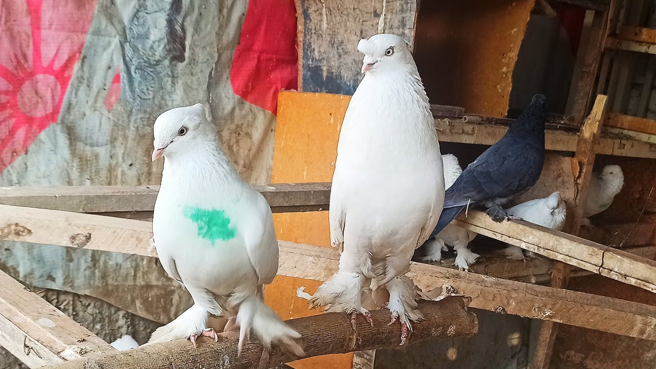АНДИЖАНИСКИЙ УЧМА КАБУТАРЛАР KAPTARLARNI ZO'RLARI FLY PIGEON летает голубей шахрихон каптарлари